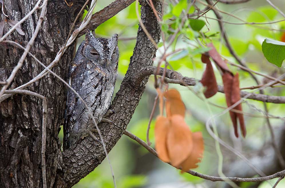 African Scops Owl